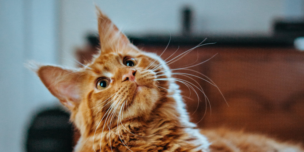 Ginger cat with head tilted